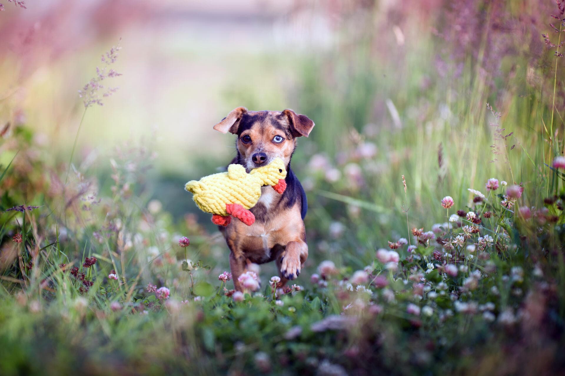 Hund spielt draußen mit einem LABONI Tauspielzeug