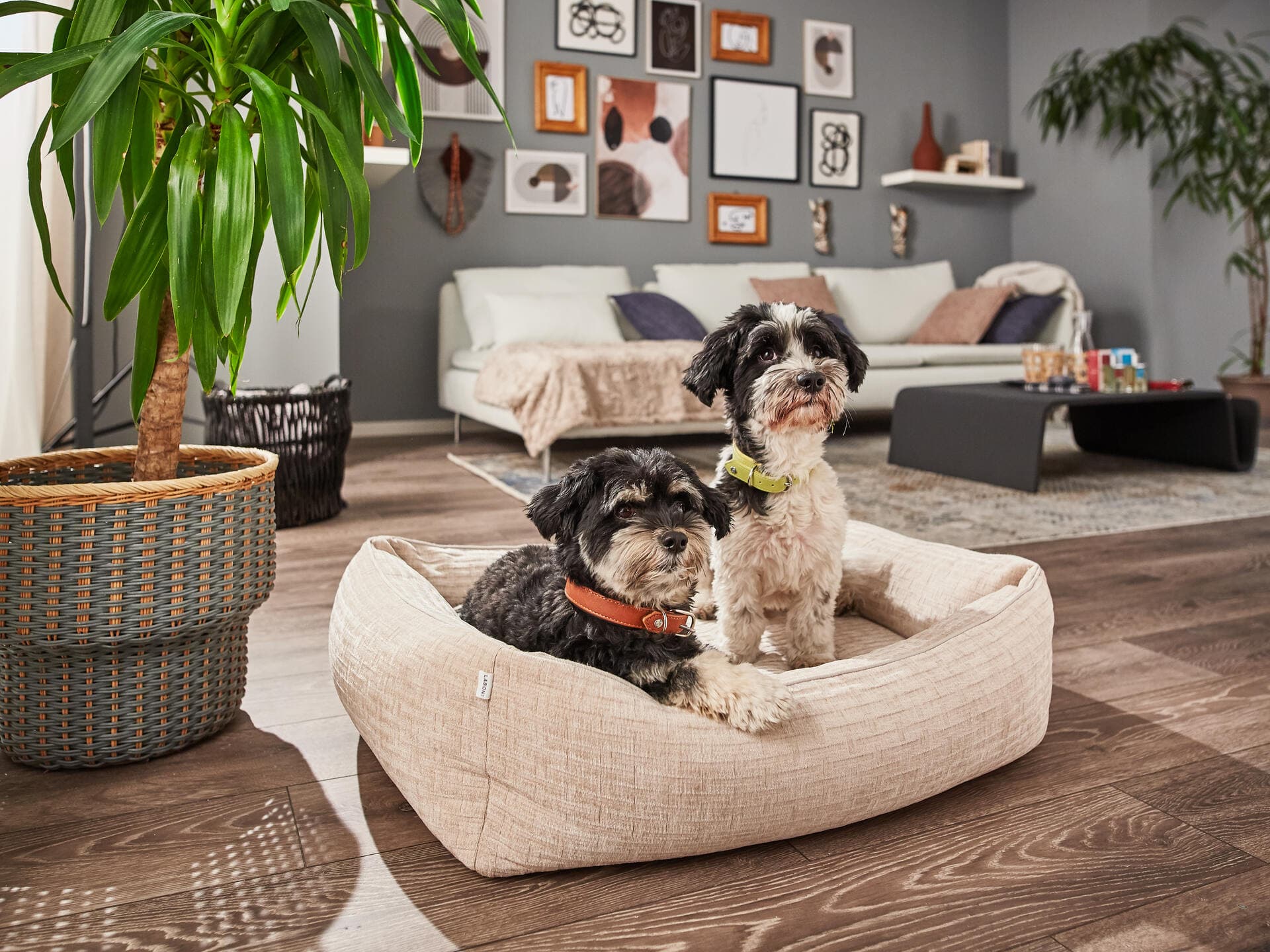 ORTHO Hundebett - NOVA
