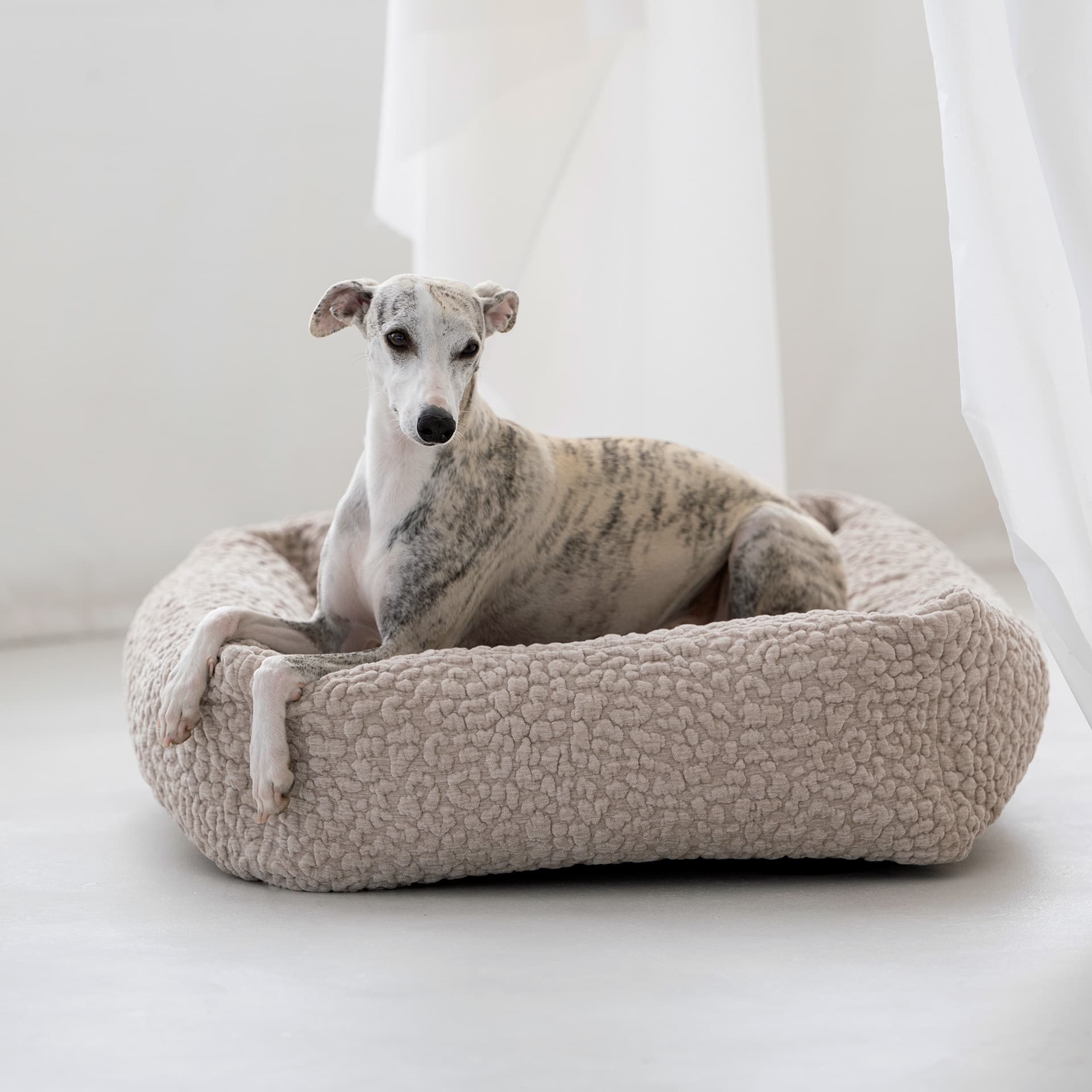 Windhund in einem hellen orthopädischen LABONI Hundebett