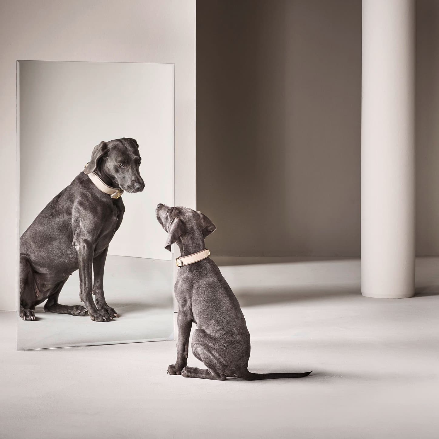 Zwei Hunde mit eleganten LABONI Halsbändern
