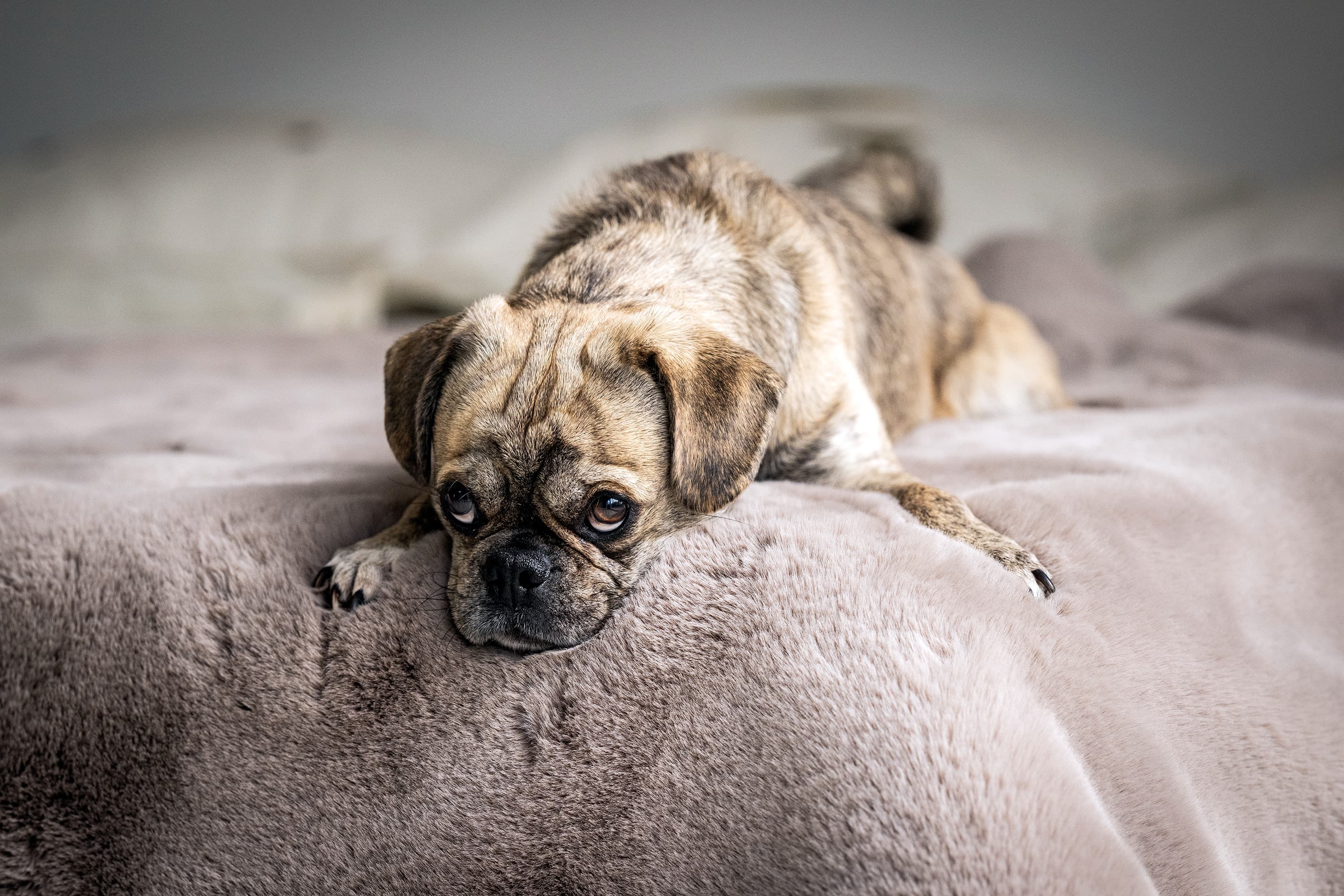 Hund entspannt auf einer weichen LABONI Decke