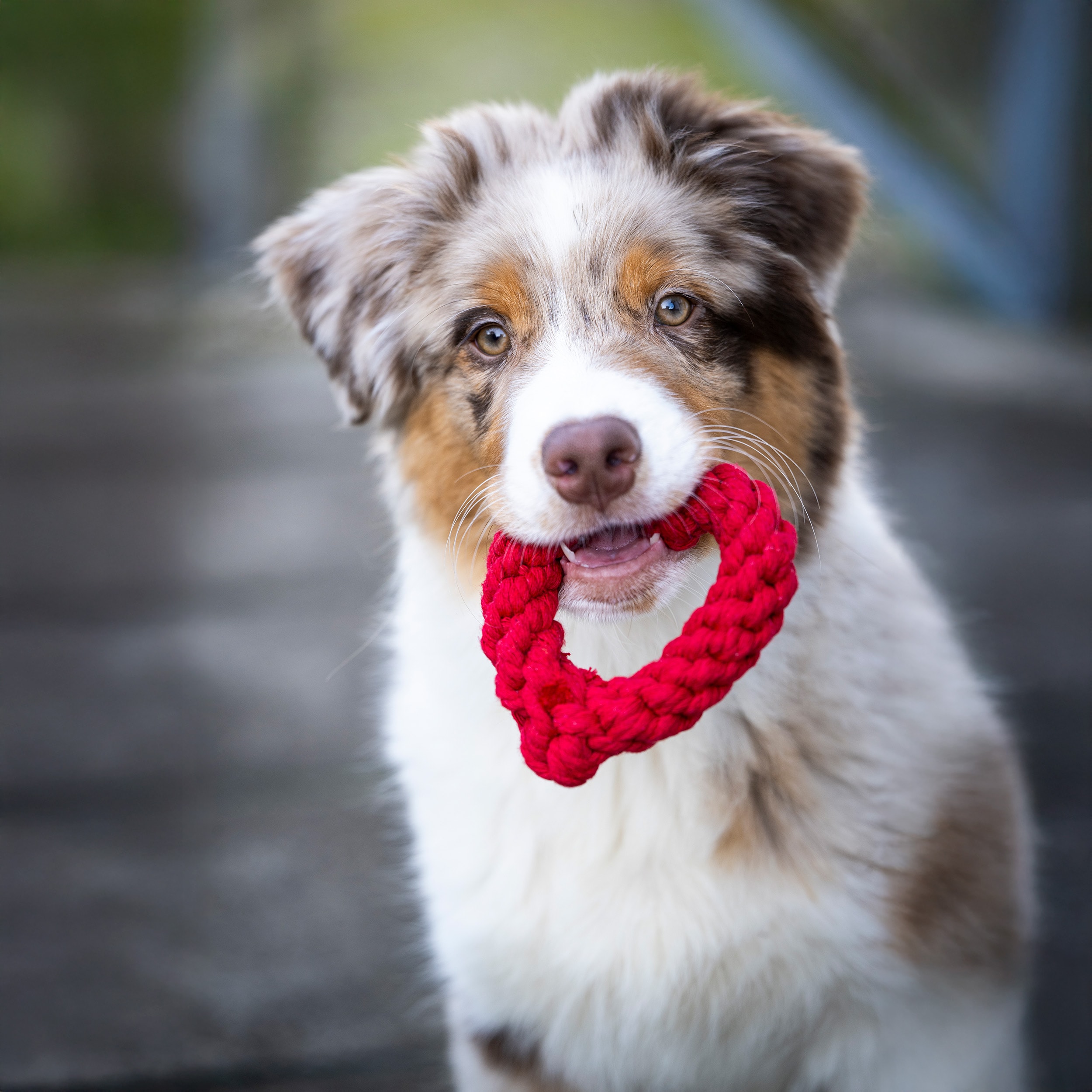 Heart - Kult-Spielzeug für Hunde