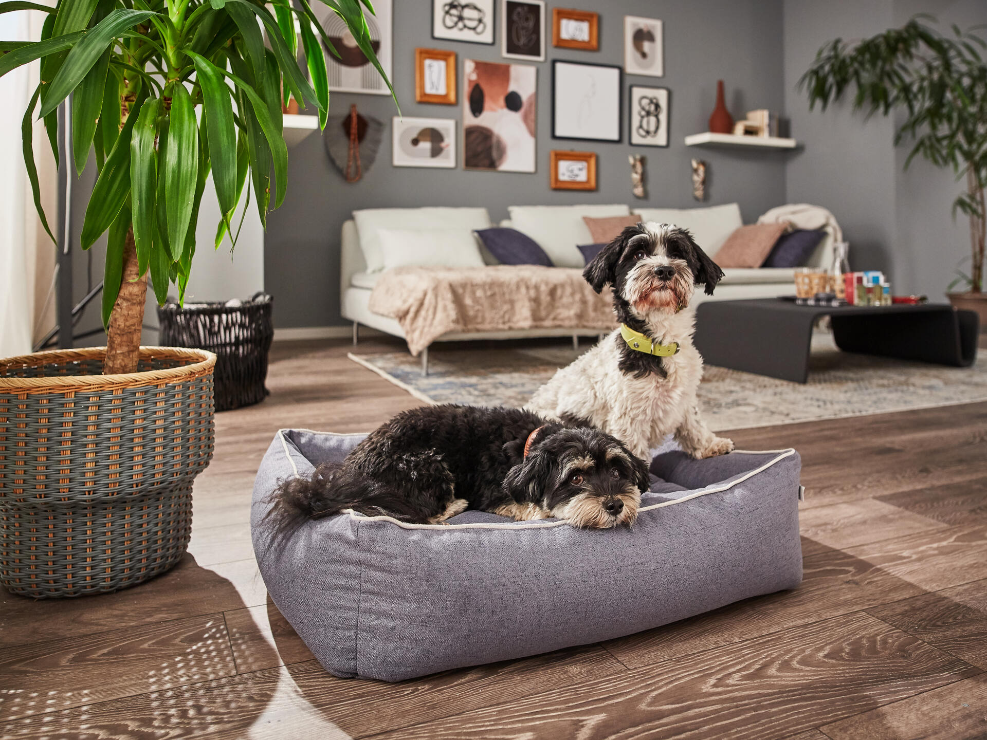 ORTHO Hundebett - VITO