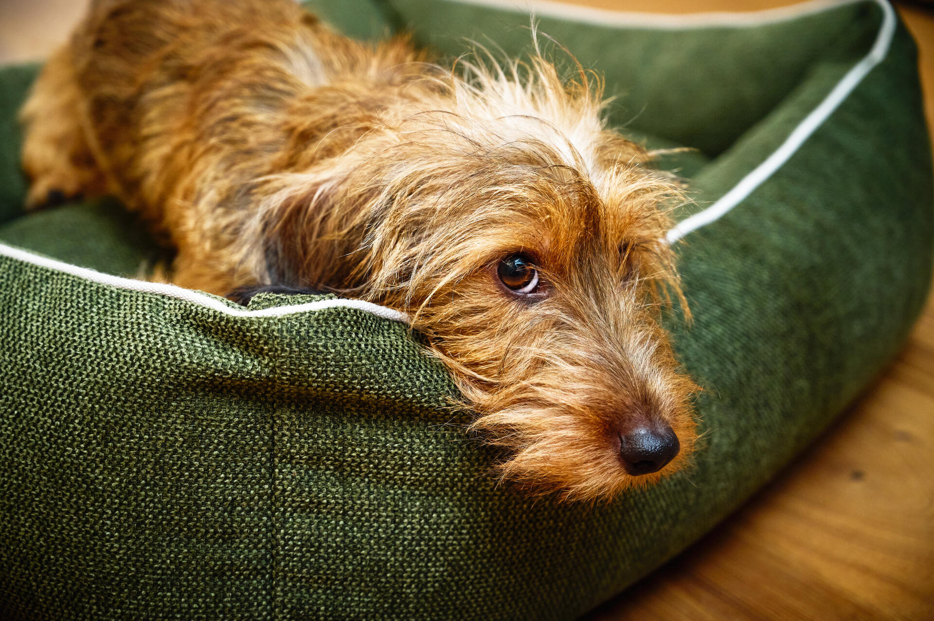 ORTHO Hundebett - ECO