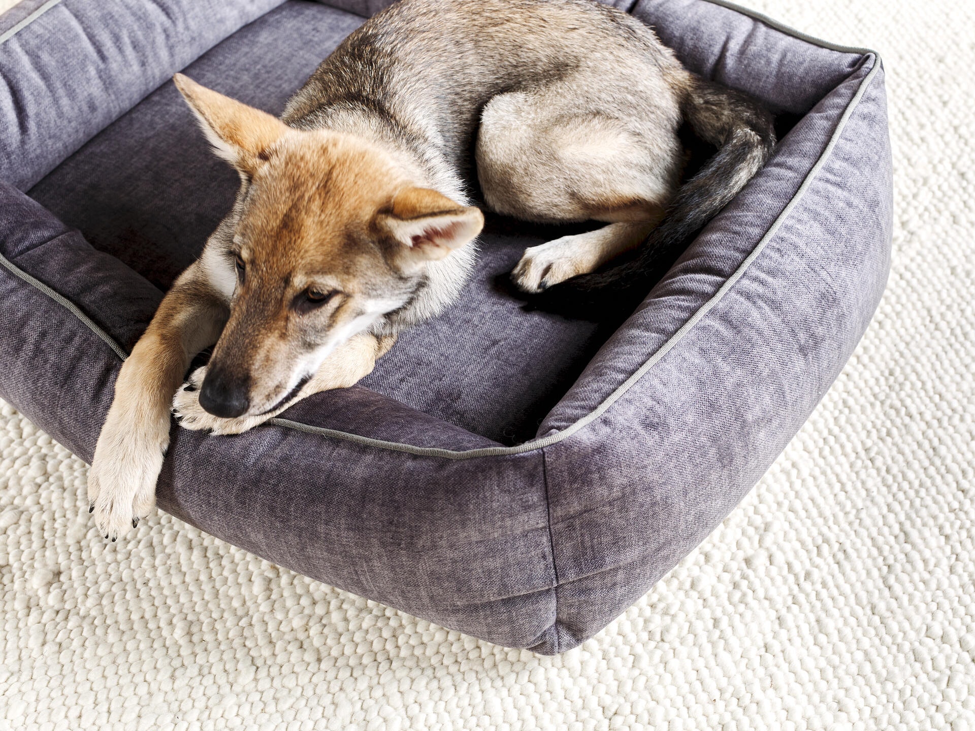 ORTHO Hundebett - GLAM