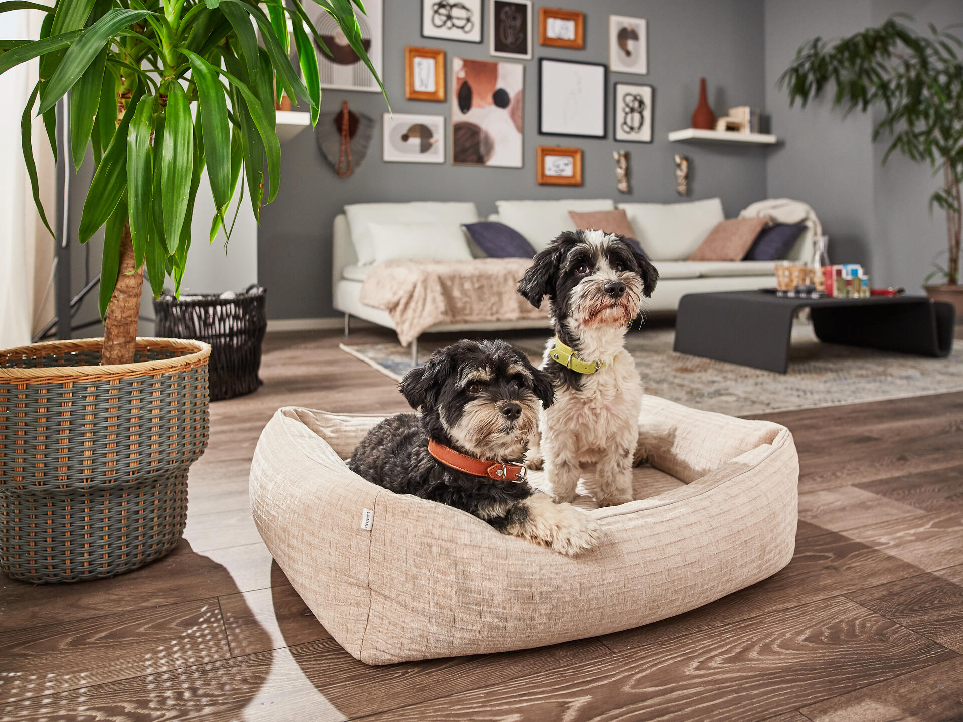 ORTHO Hundebett - NOVA